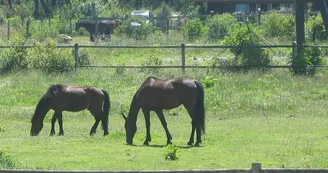 ranch 3" ranch 3"