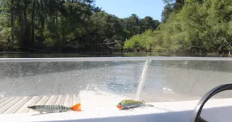 pêche-en-eau-douce5-grands-lacs-landes pêche-en-eau-douce5-grands-lacs-landes