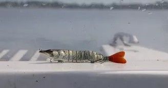 pêche-en-eau-douce8-grands-lacs-landes pêche-en-eau-douce8-grands-lacs-landes