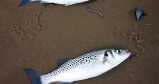 surfcasting-bisca-landes surfcasting-bisca-landes