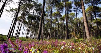 foret-bisca-landes-de-gascogne foret-bisca-landes-de-gascogne