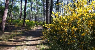 foret-bisca-pins-landes foret-bisca-pins-landes