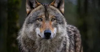 Loup