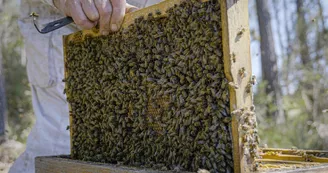 cadre d'abeilles Ruchers du Born (Copier) cadre d'abeilles Ruchers du Born (Copier)