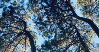Pins__Conservatoire_Landes_Gascogne Pins__Conservatoire_Landes_Gascogne