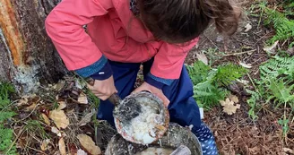 gemmage_enfant_pot_resine__Conservatoire_Landes_Gascogne gemmage_enfant_pot_resine__Conservatoire_Landes_Gascogne