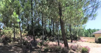 Au P'Tit Creux des landes plat forêt Au P'Tit Creux des landes plat forêt