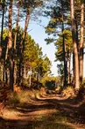 La forêt landaise